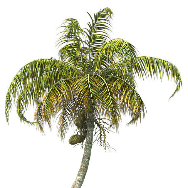 Chinese Fan Palm Tree Low-poly 3D model_4