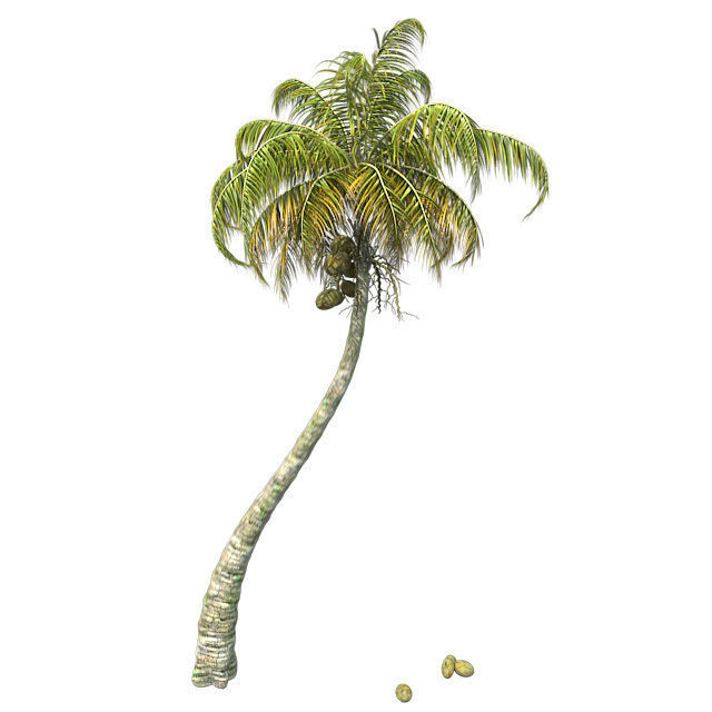 Chinese Fan Palm Tree Low-poly 3D model_1