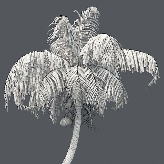 Chinese Fan Palm Tree Low-poly 3D model_5