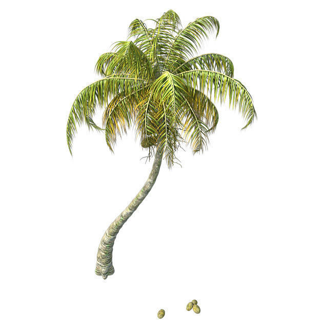 Chinese Fan Palm Tree Low-poly 3D model_2