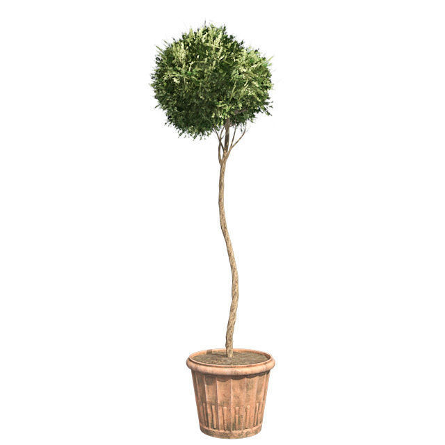 American Boxwood Topiary in Pot Low-poly 3D model_1