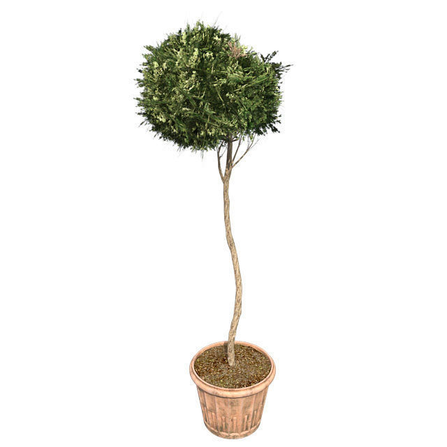American Boxwood Topiary in Pot Low-poly 3D model_2