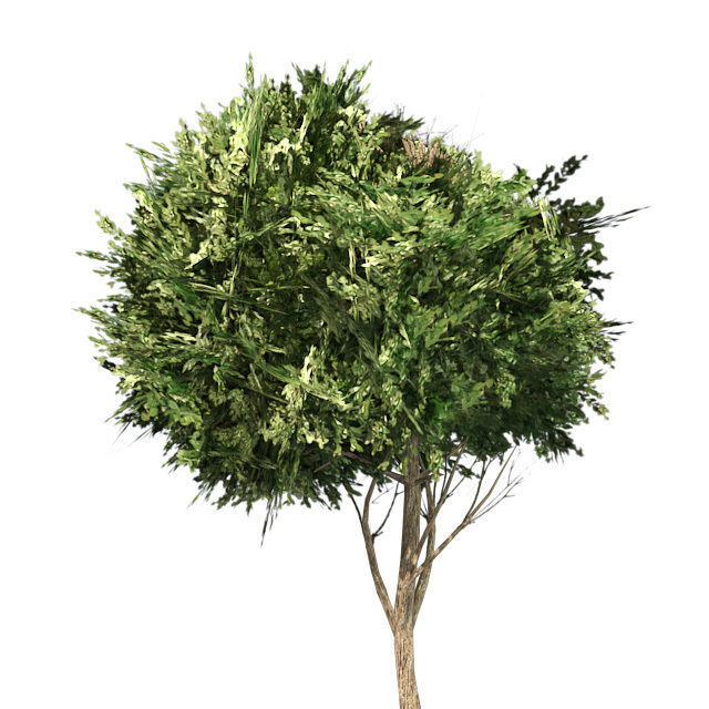 American Boxwood Topiary in Pot Low-poly 3D model_3
