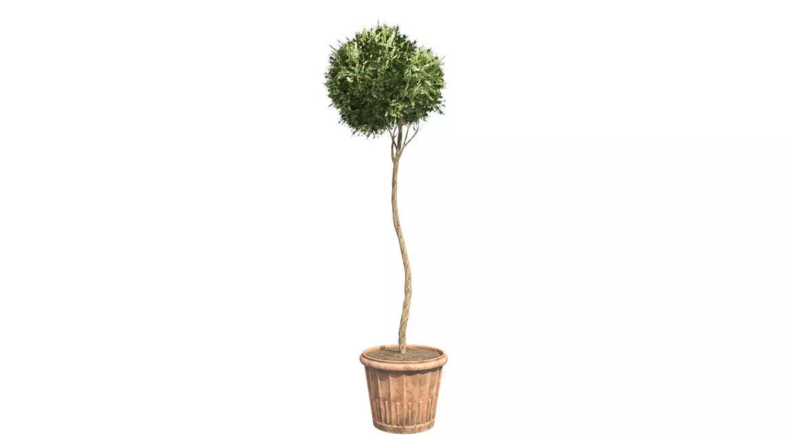 American Boxwood Topiary in Pot Low-poly 3D model_0