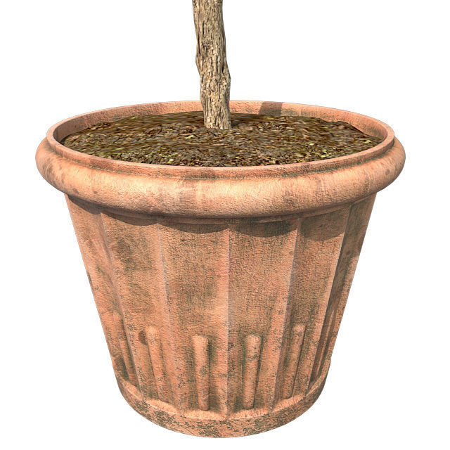 American Boxwood Topiary in Pot Low-poly 3D model_4