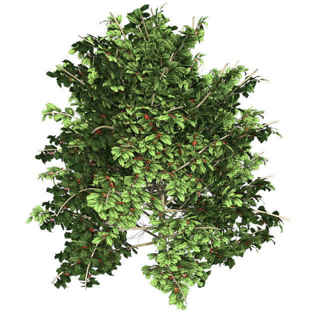 American Holly Shrub Tree Low-poly 3D model_3