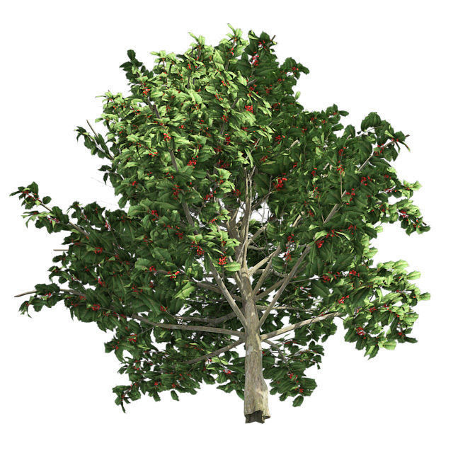 American Holly Shrub Tree Low-poly 3D model_2