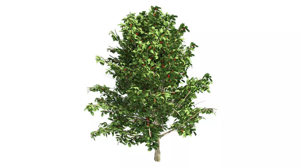 American Holly Shrub Tree Low-poly 3D model_0
