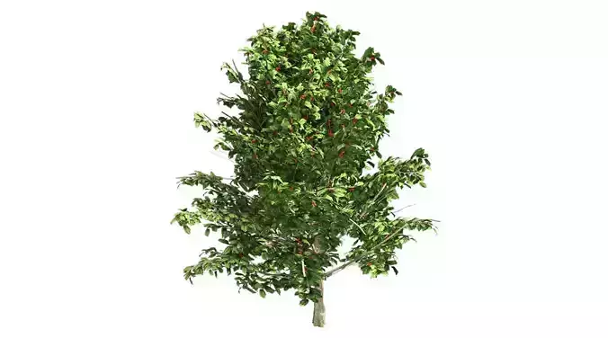 American Holly Shrub Tree Low-poly 3D model