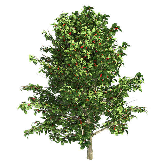American Holly Shrub Tree Low-poly 3D model_1
