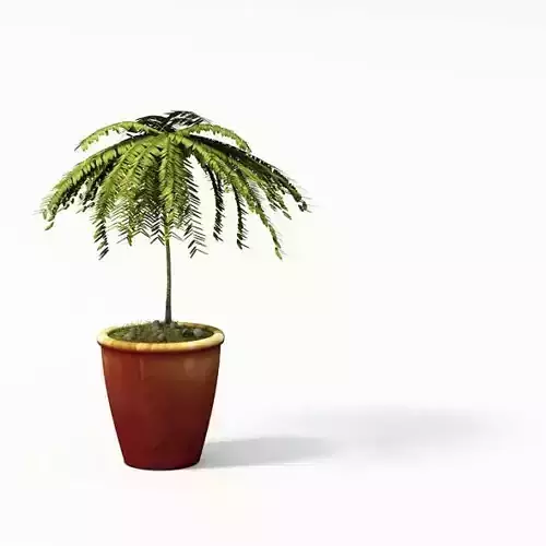 Potted Dark Green Palm