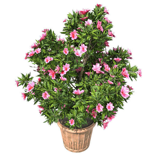 Azalea Flower Pink in Pot Low-poly 3D model_4