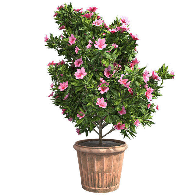 Azalea Flower Pink in Pot Low-poly 3D model_1