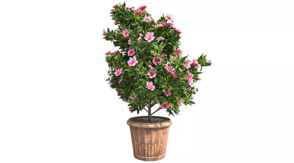 Azalea Flower Pink in Pot Low-poly 3D model_0