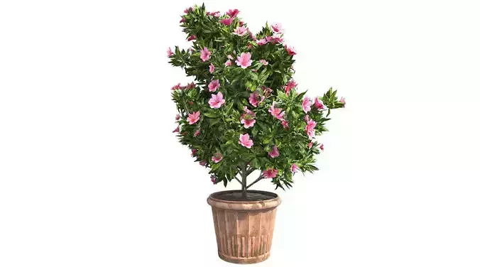 Azalea Flower Pink in Pot Low-poly 3D model