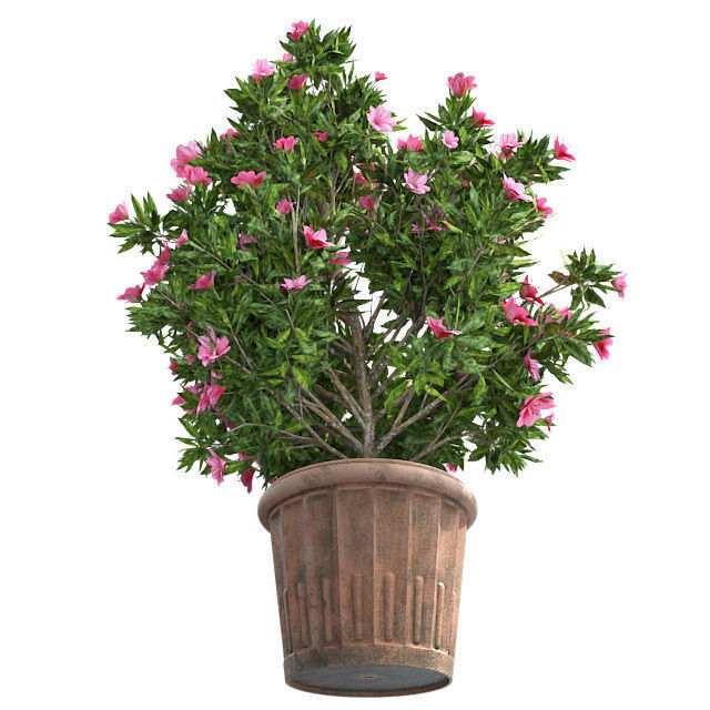 Azalea Flower Pink in Pot Low-poly 3D model_3