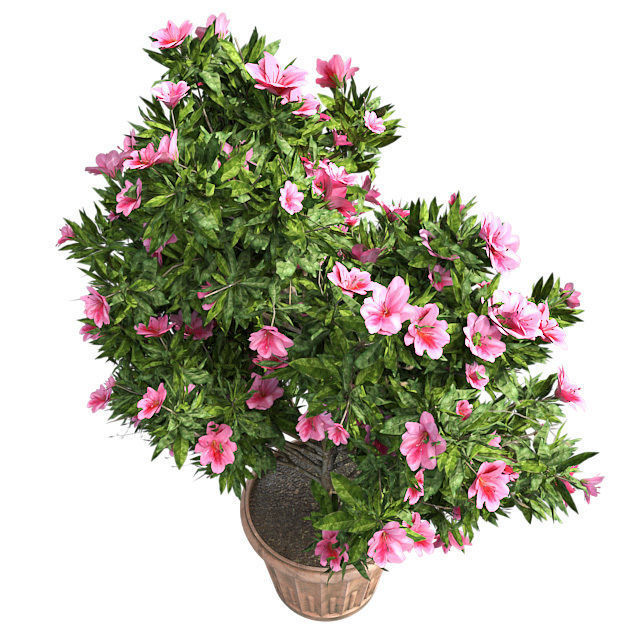 Azalea Flower Pink in Pot Low-poly 3D model_2