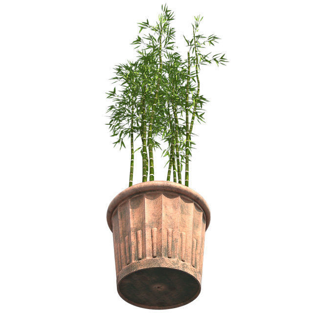 Bamboo Cluster in Pot Low-poly 3D model_5