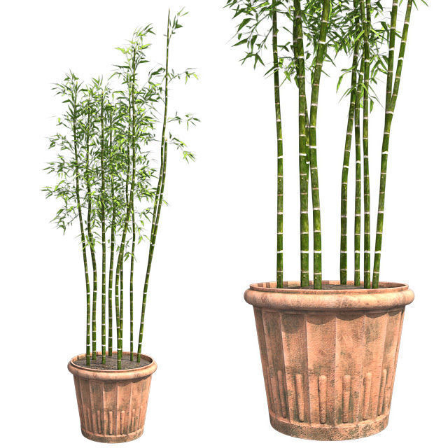Bamboo Cluster in Pot Low-poly 3D model_2