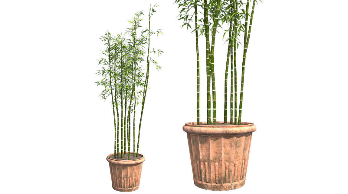 Bamboo Cluster in Pot Low-poly 3D model_1