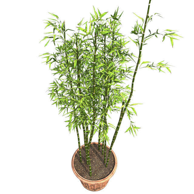 Bamboo Cluster in Pot Low-poly 3D model_4