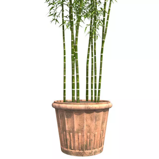 Bamboo Cluster in Pot Low-poly 3D model_0
