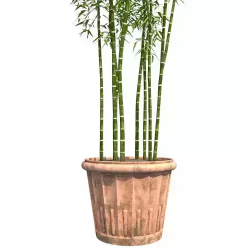 Bamboo Cluster in Pot Low-poly 3D model