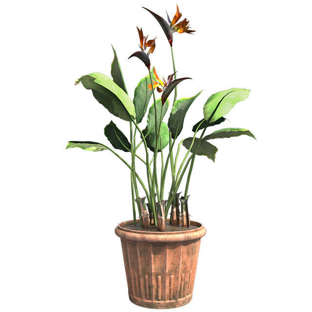 Bird of Paradise in Pot Low-poly 3D model_1