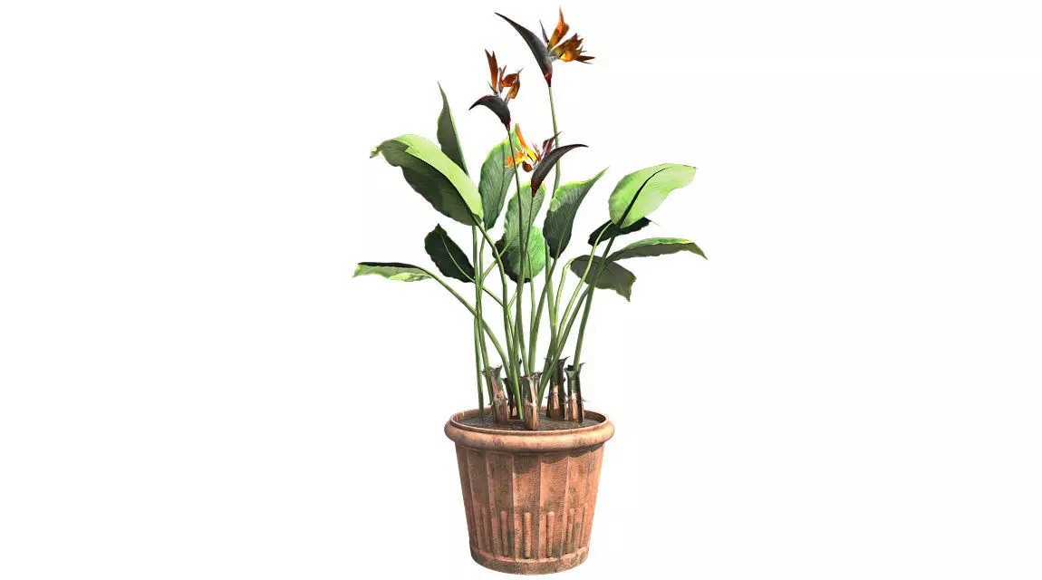 Bird of Paradise in Pot Low-poly 3D model_0