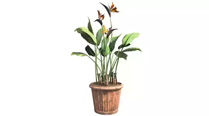 Bird of Paradise in Pot Low-poly 3D model