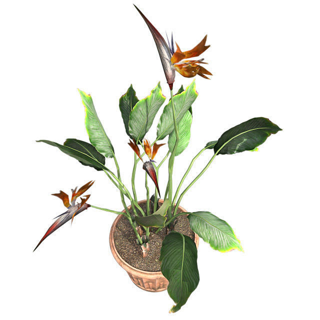 Bird of Paradise in Pot Low-poly 3D model_2