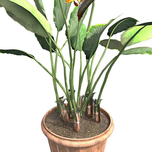 Bird of Paradise in Pot Low-poly 3D model_4