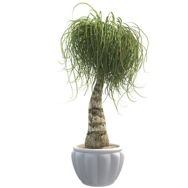 Ponytail Palm in Pot Low-poly 3D model_4