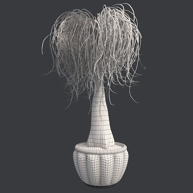 Ponytail Palm in Pot Low-poly 3D model_5