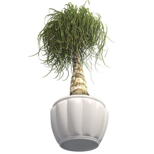 Ponytail Palm in Pot Low-poly 3D model_3