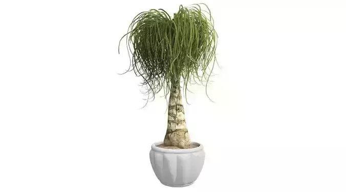 Ponytail Palm in Pot Low-poly 3D model