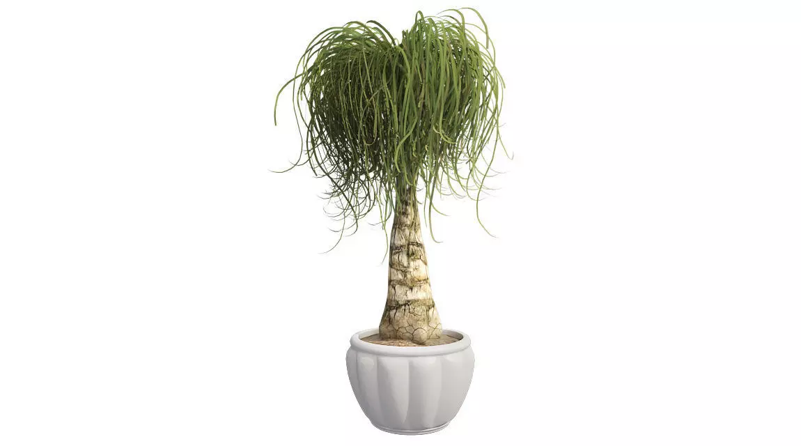 Ponytail Palm in Pot Low-poly 3D model_0