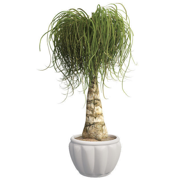 Ponytail Palm in Pot Low-poly 3D model_1
