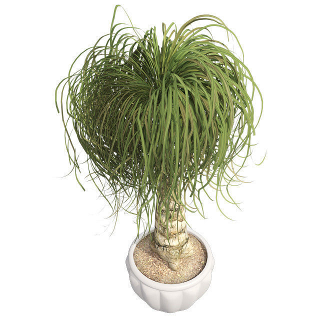 Ponytail Palm in Pot Low-poly 3D model_2