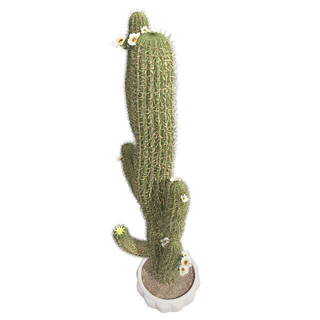Saguaro Cactus in Pot Low-poly 3D model_2