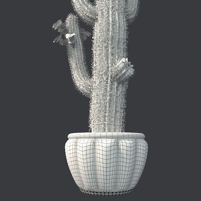 Saguaro Cactus in Pot Low-poly 3D model_5