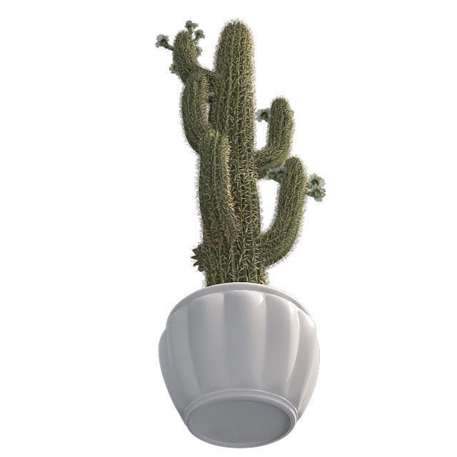 Saguaro Cactus in Pot Low-poly 3D model_3