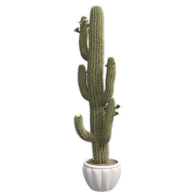 Saguaro Cactus in Pot Low-poly 3D model_1