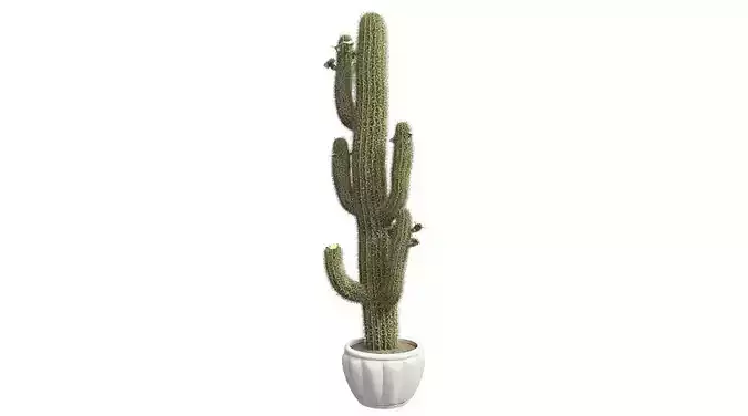 Saguaro Cactus in Pot Low-poly 3D model