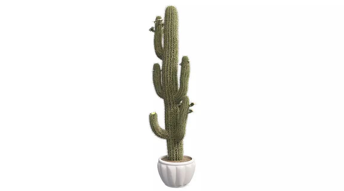 Saguaro Cactus in Pot Low-poly 3D model_0