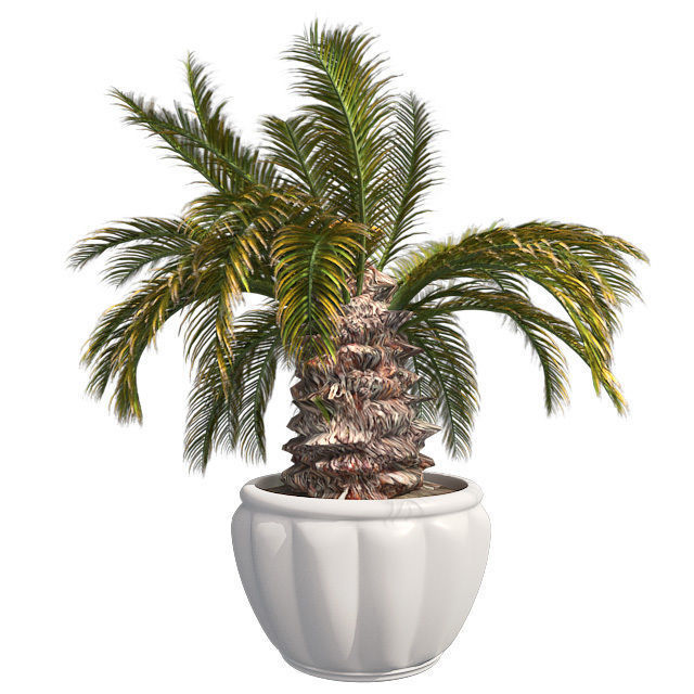 Sago Palm in Pot Low-poly 3D model_1