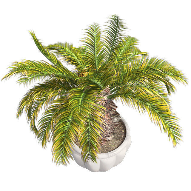 Sago Palm in Pot Low-poly 3D model_2
