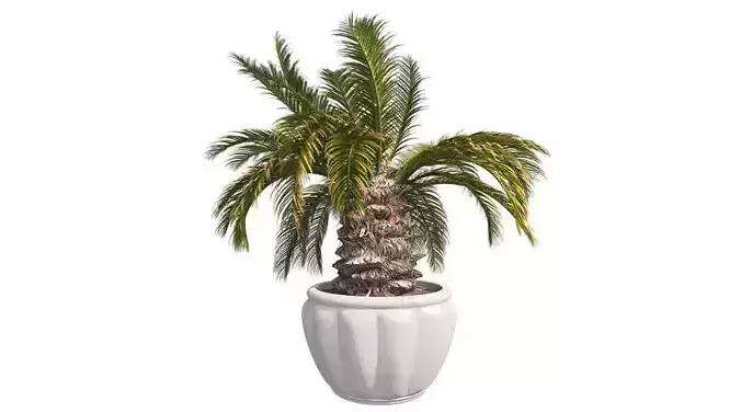 Sago Palm in Pot Low-poly 3D model