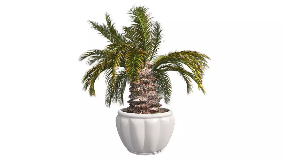 Sago Palm in Pot Low-poly 3D model_0