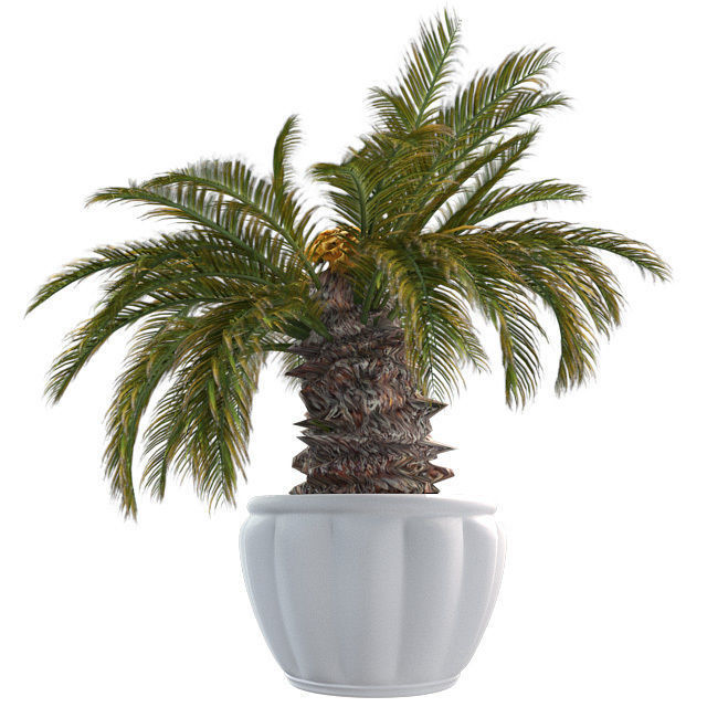 Sago Palm in Pot Low-poly 3D model_4